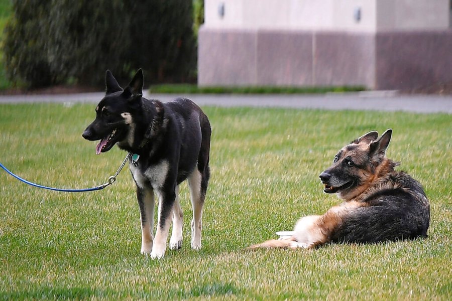 President Biden's dogs