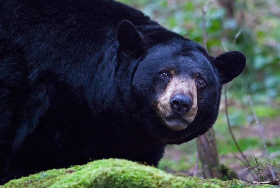 Stock photo of black bear