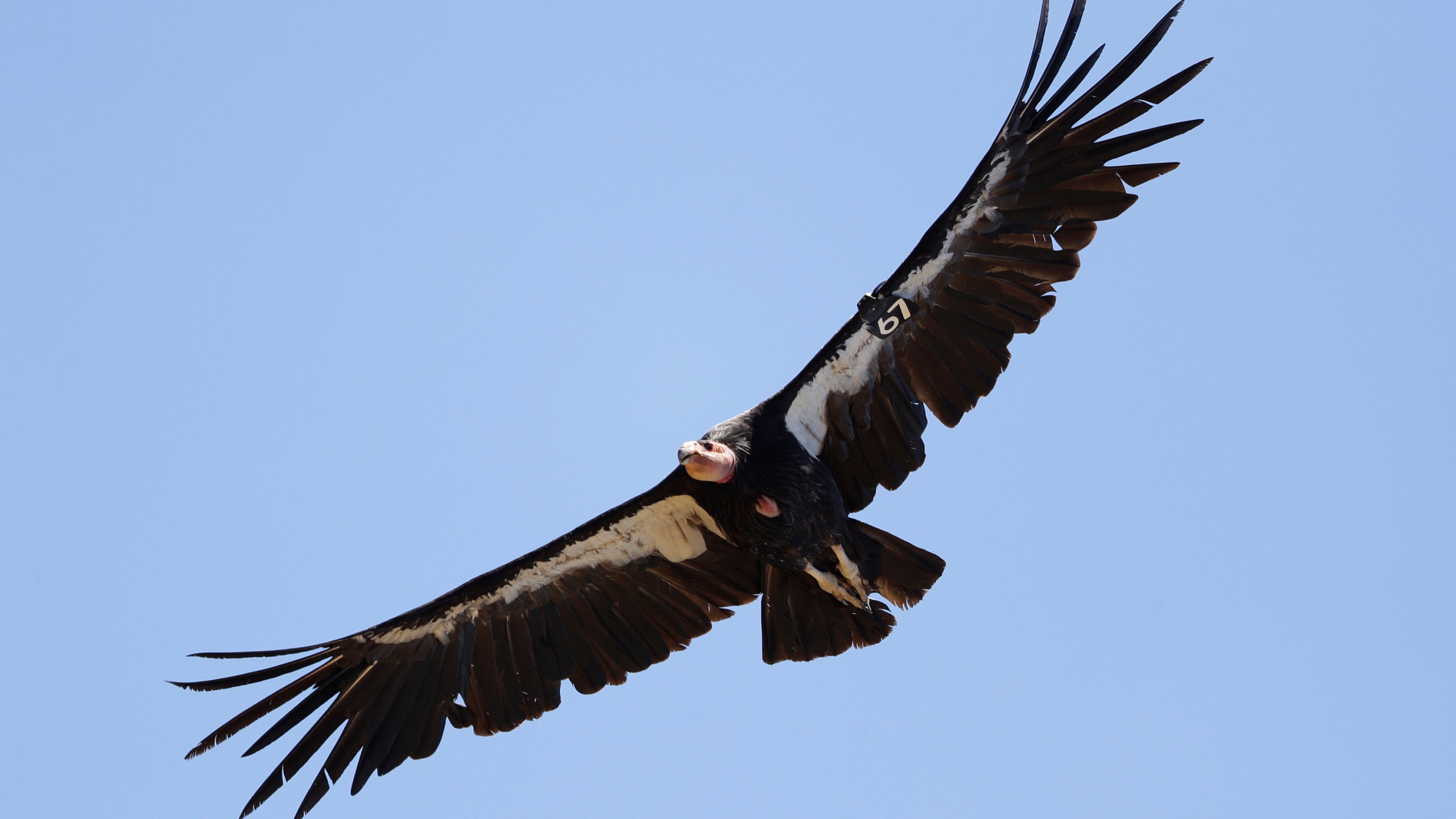 California condor