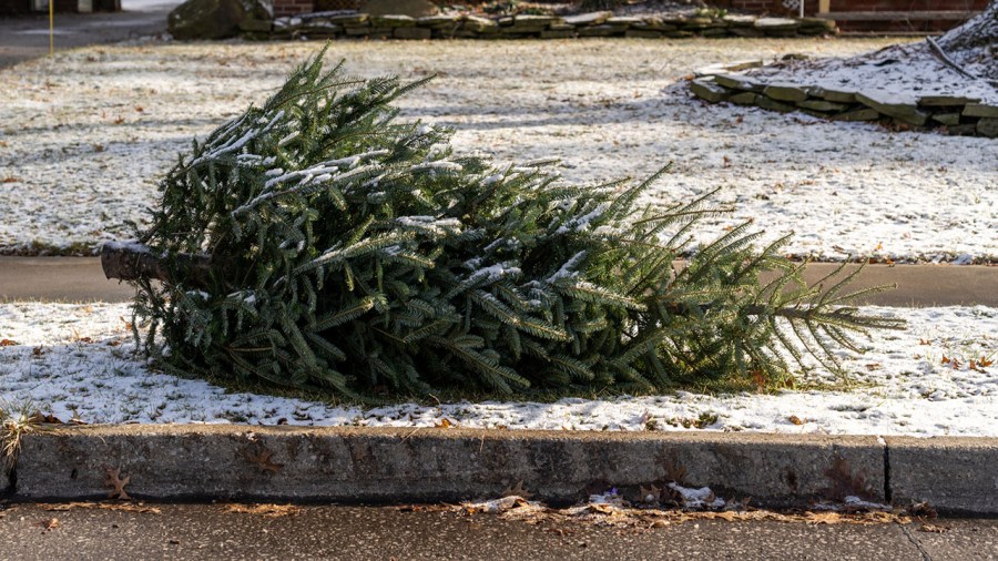 Trashed Christmas tree