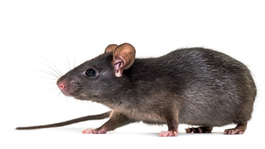 Black rat, Rattus rattus, in front of white background - stock photo (Getty Images)