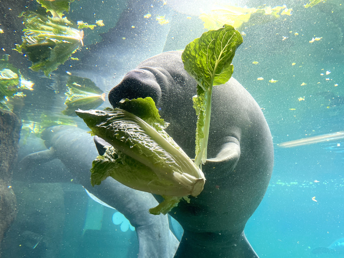 Manatee eating romaine lettuce