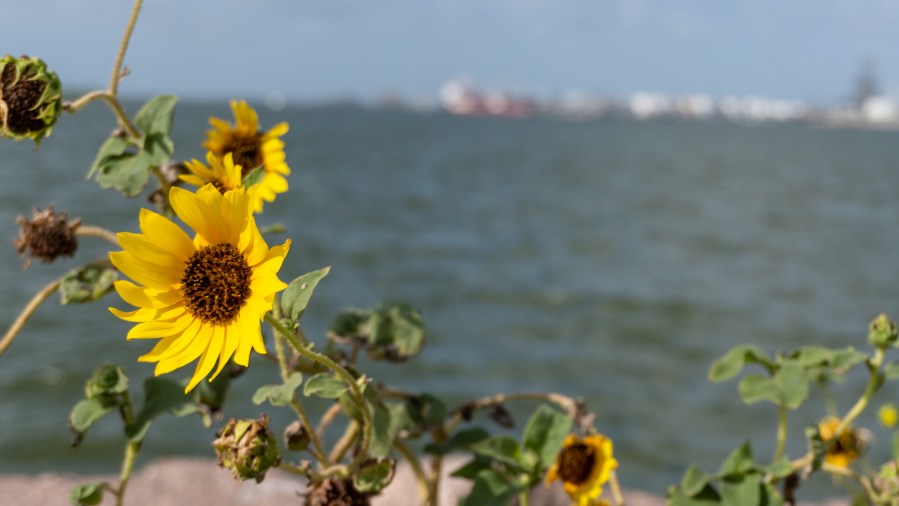 Yellow Flowers in the wild - stock photo