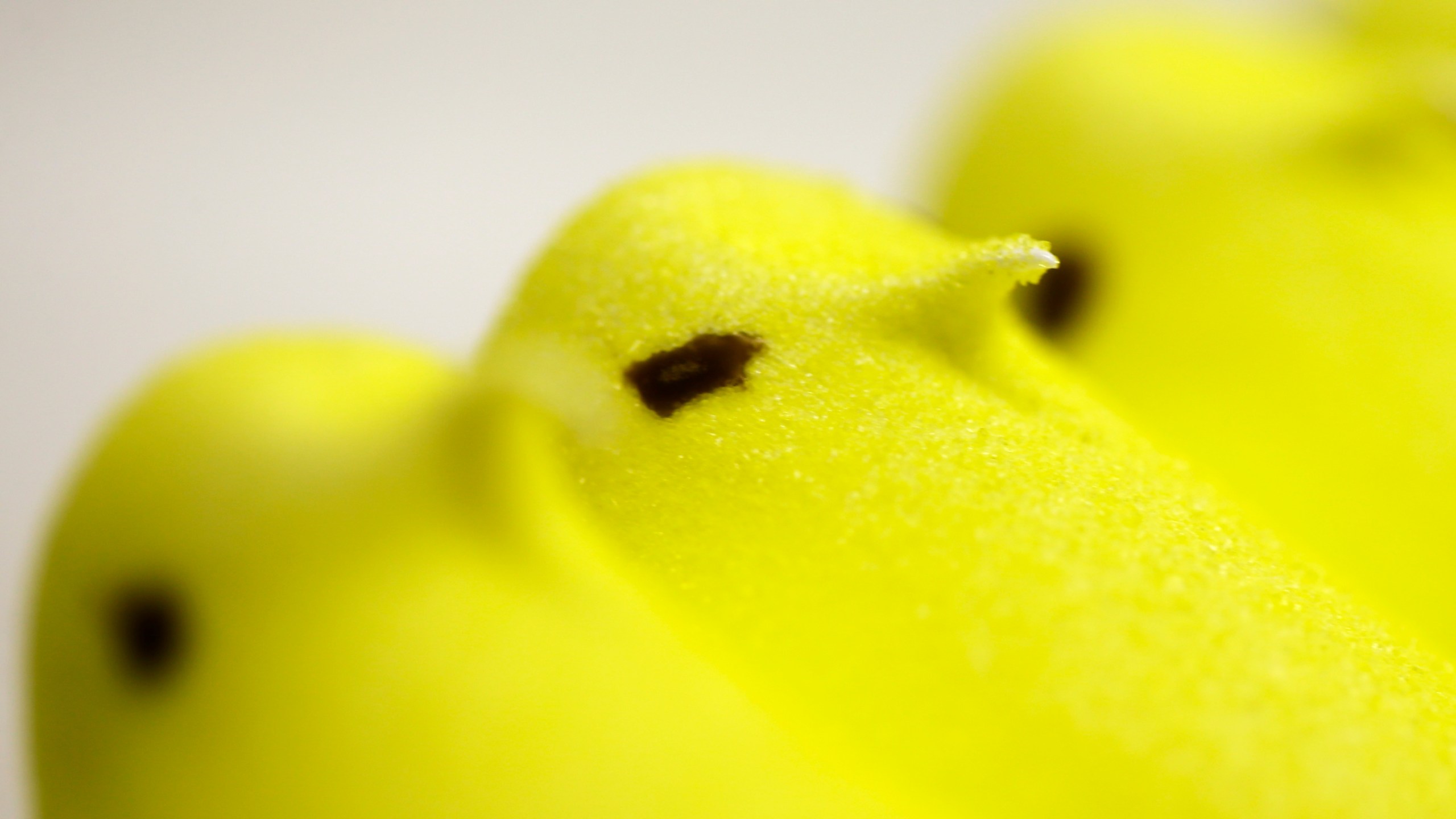 A row of Peeps marshmallow candies shaped like baby chicks