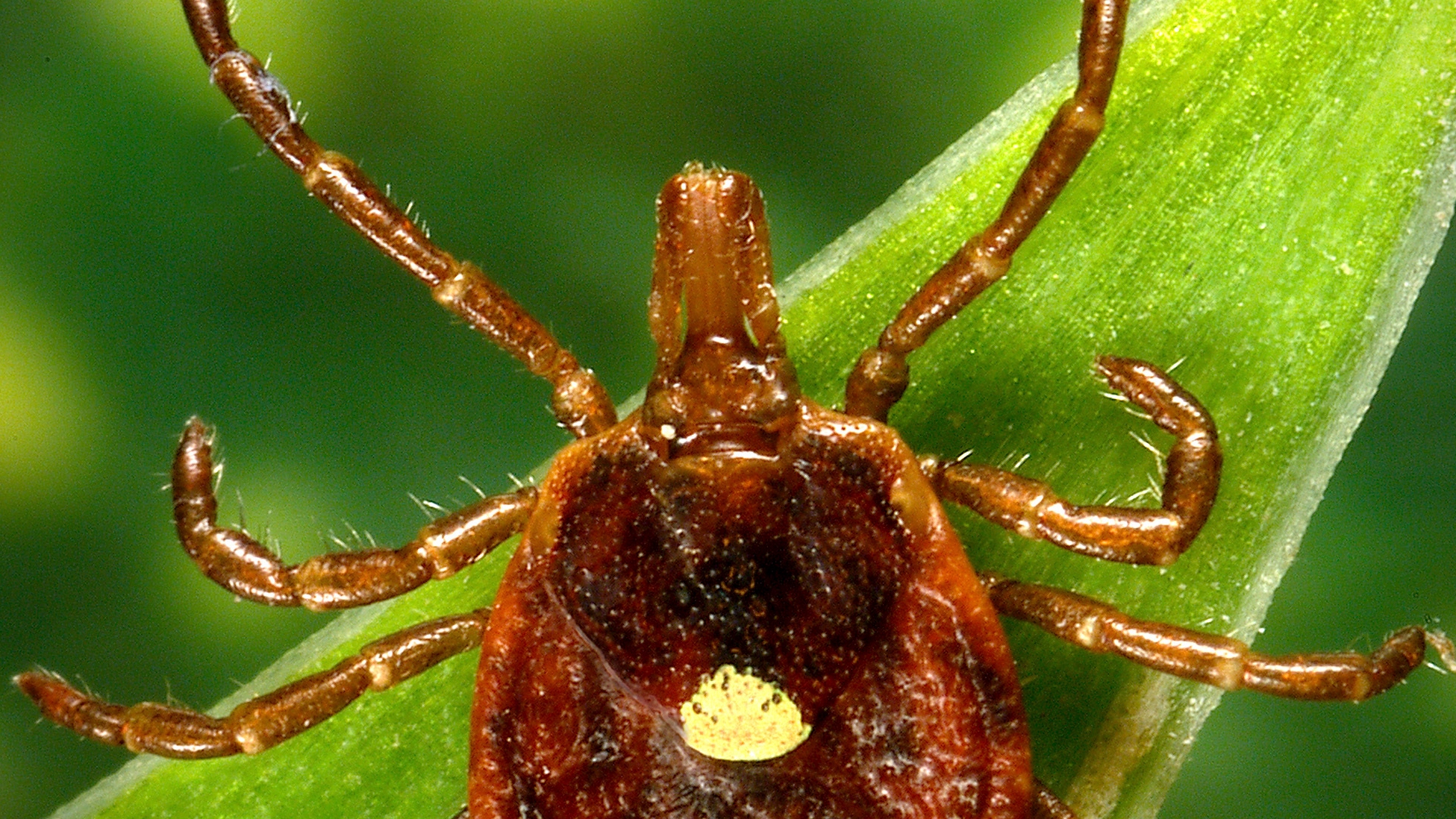 a female Lone Star tick, which - despite its Texas-sounding name, is found mainly in the Southeast. Researchers have found that the bloodsuckers carry a sugar which humans don’t have, and can make those bitten have an allergic reaction to red meat.