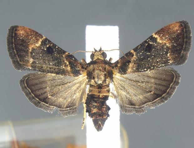 Up-close moth