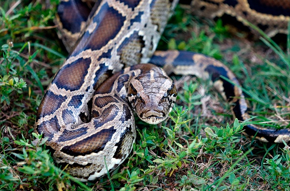 A picture of a Burmese python.