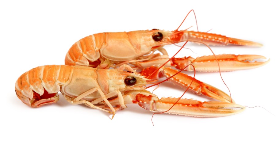 Nephrops norvegicus, known as the Norway lobster, Dublin Bay prawn, langostine or scampi. (Getty Images)