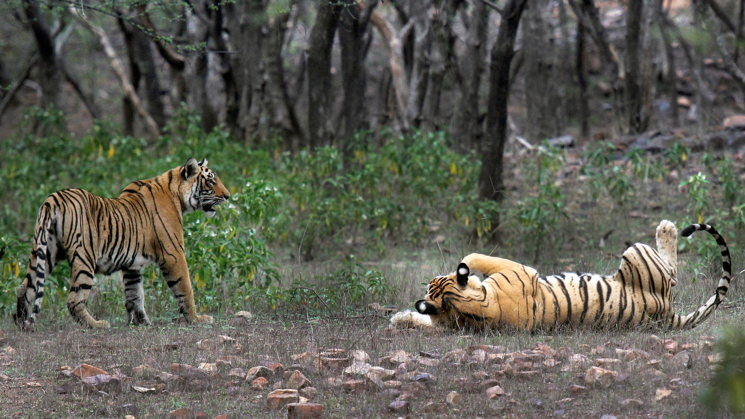 FILE - Tigers are visible at the Ranthambore National Park in Sawai Madhopur, India on April 12, 2015. India will celebrate 50 years of tiger conservation on April 9, 2023, with Modi set to announce tiger population numbers at an event in Mysuru in Karnataka. (AP Photo/Satyajeet Singh Rathore, File)