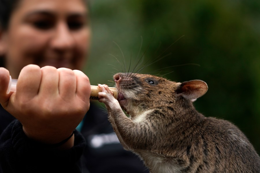 San Diego Zoo wildlife care specialist Lauren Credidio provides a treat to Runa, an African giant pouched rat, after she searched and found a pouch of chamomile tea during a presentation at the zoo Thursday, April 13, 2023, in San Diego. Runa weekly in demonstrations at the zoo to show how her keen sense of smell can be used to find everything from illegal shipments of wildlife to landmines. The organization that trained Runa has started providing the rats to U.S. zoos with the hope of changing the public's perception of the animals. (AP Photo/Gregory Bull)