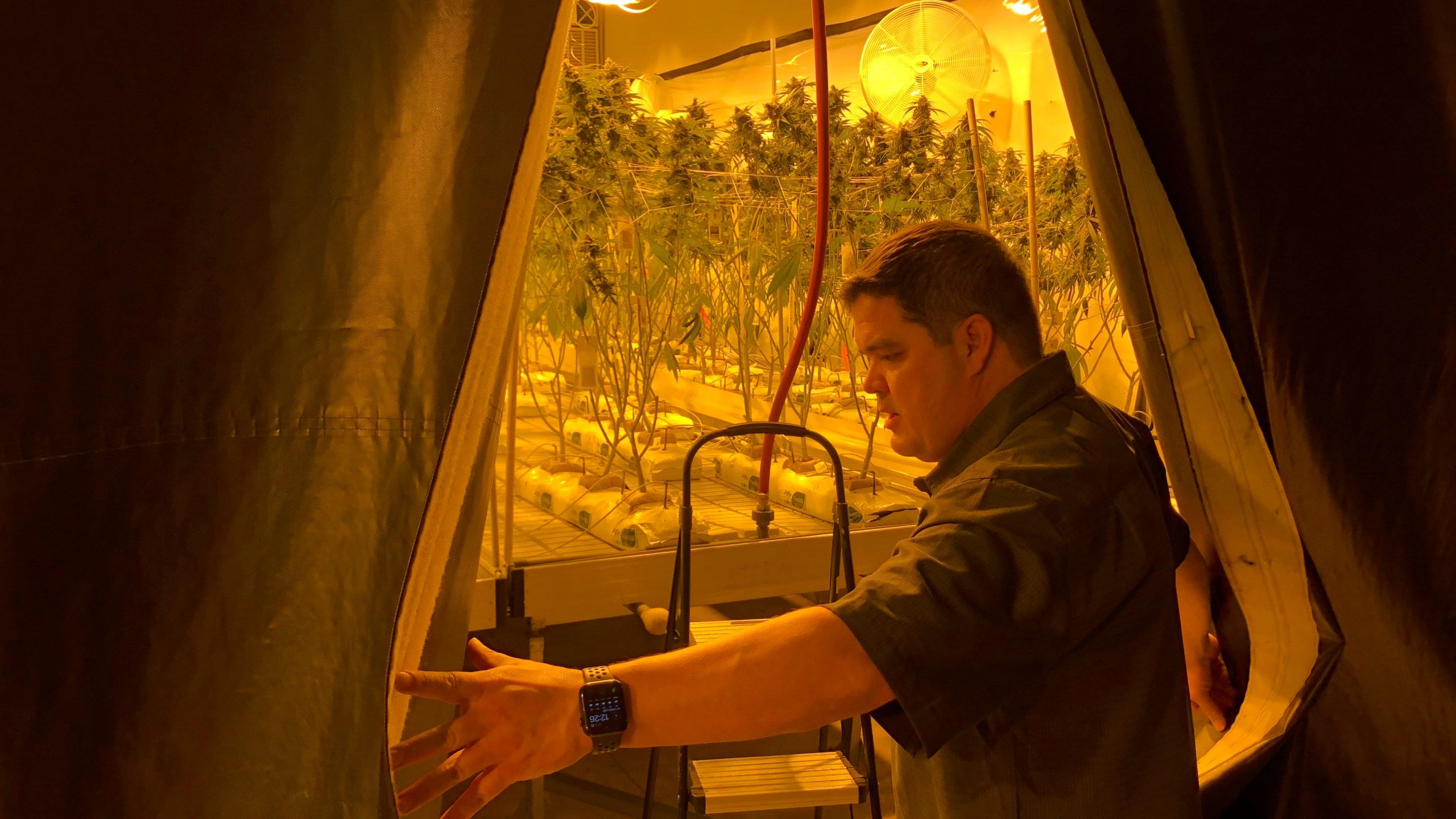 Joseph DuPuis, co-founder of Doc & Yeti Urban Farms, a licensed cannabis producer, looks out into a growing area in Tumwater, Wash., on March 15, 2023. Along the West Coast, which has dominated U.S. marijuana production from long before legalization, producers are struggling with what many call the failed economics of legal pot...a challenge inherent in regulating a product that remains illegal under federal law. (AP Photo/Eugene Johnson)