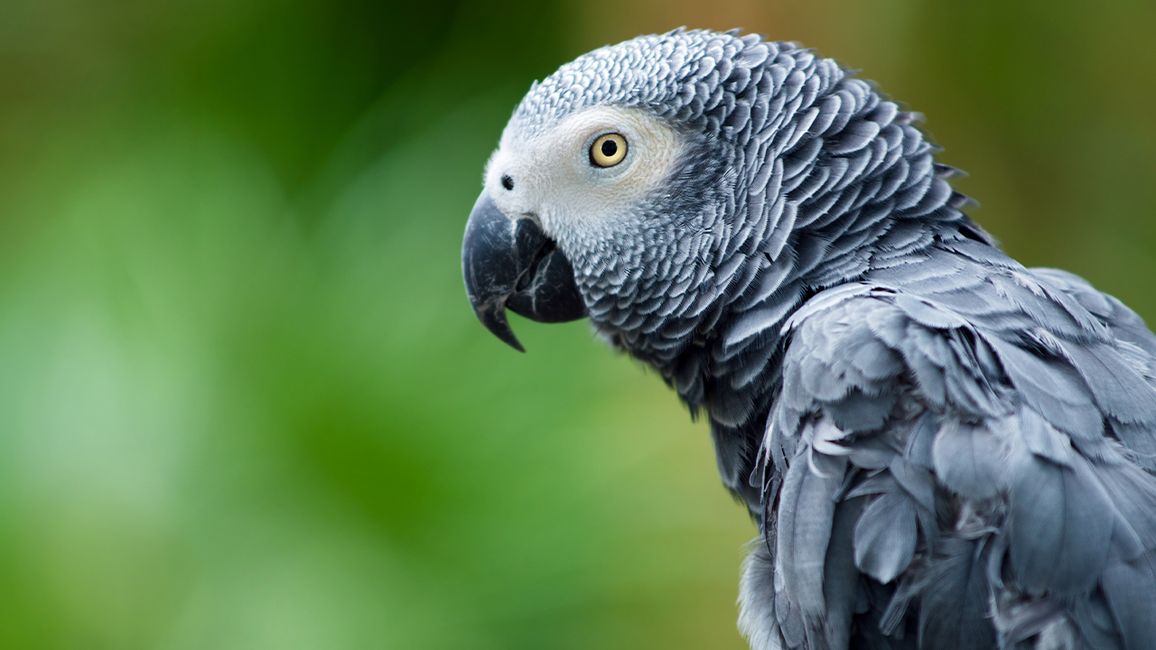 A parrot is seen against a green background.