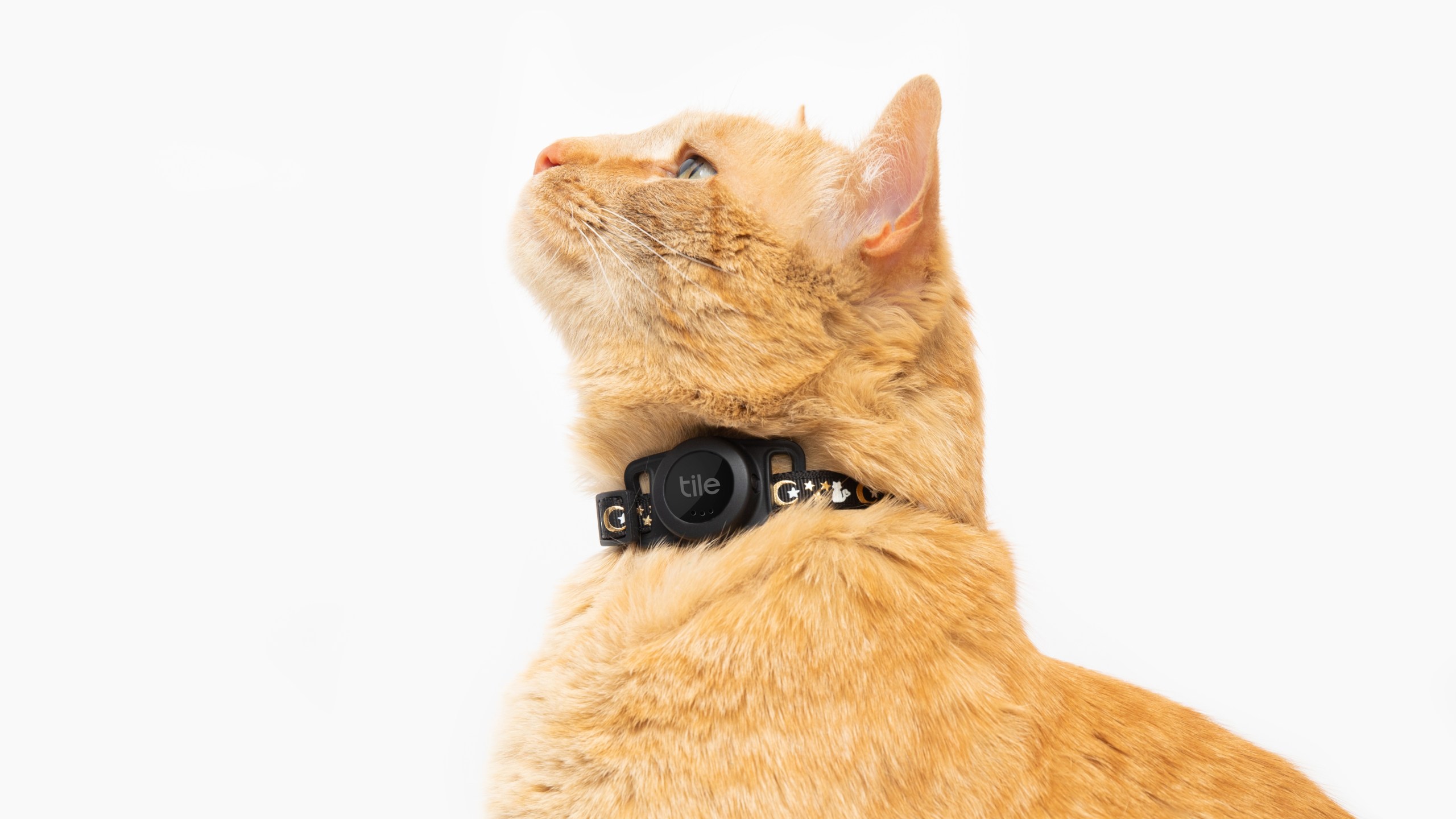 Tile for Cats is Tile's first cat tracker device (Courtesy of Tile)