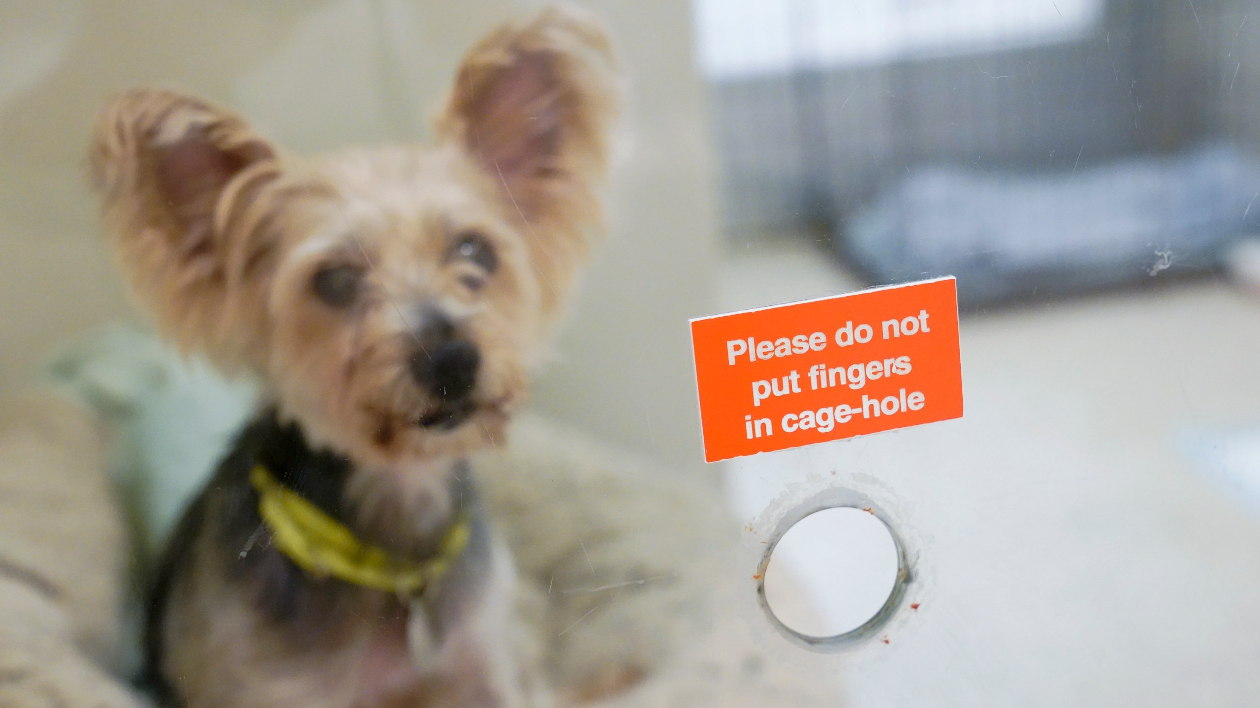 Melanie, one of the dogs being cared for at the ASPCA adoption center, sits behind a treat hole in her kennel at the ASPCA, Friday, April 21, 2023, on the Upper West Side neighborhood of New York. While the Westminster Kennel Club crowns the cream of the canine elite on one of tennis' most storied courts next week, another 19th-century institution across town will be tending to dogs that have had far more troubled lives. New York is home to both the United States' most prestigious dog show and its oldest humane society, the American Society for the Prevention of Cruelty to Animals. Their histories entwine: Some proceeds from the very first Westminster dog show, in 1877, helped the young ASPCA build its first dog and cat shelter years later. (AP Photo/Mary Altaffer)