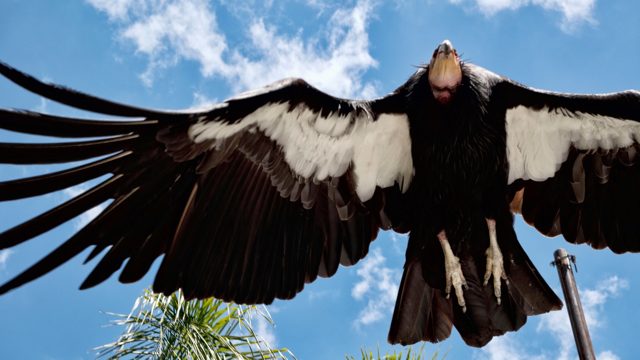 California Condor takes to flight at the Los Angeles Zoo on Tuesday, May 2, 2023. California condors will receive a vaccine for a deadly strain of avian influenza that threatens to wipe out the already threatened vulture species, federal officials said Tuesday May 16, 2023. The U.S. Department of Agriculture's Animal and Plant Health Inspection Service granted emergency approval to the vaccine after more than a dozen condors recently died from the bird flu, known as H5N1. (AP Photo/Richard Vogel)