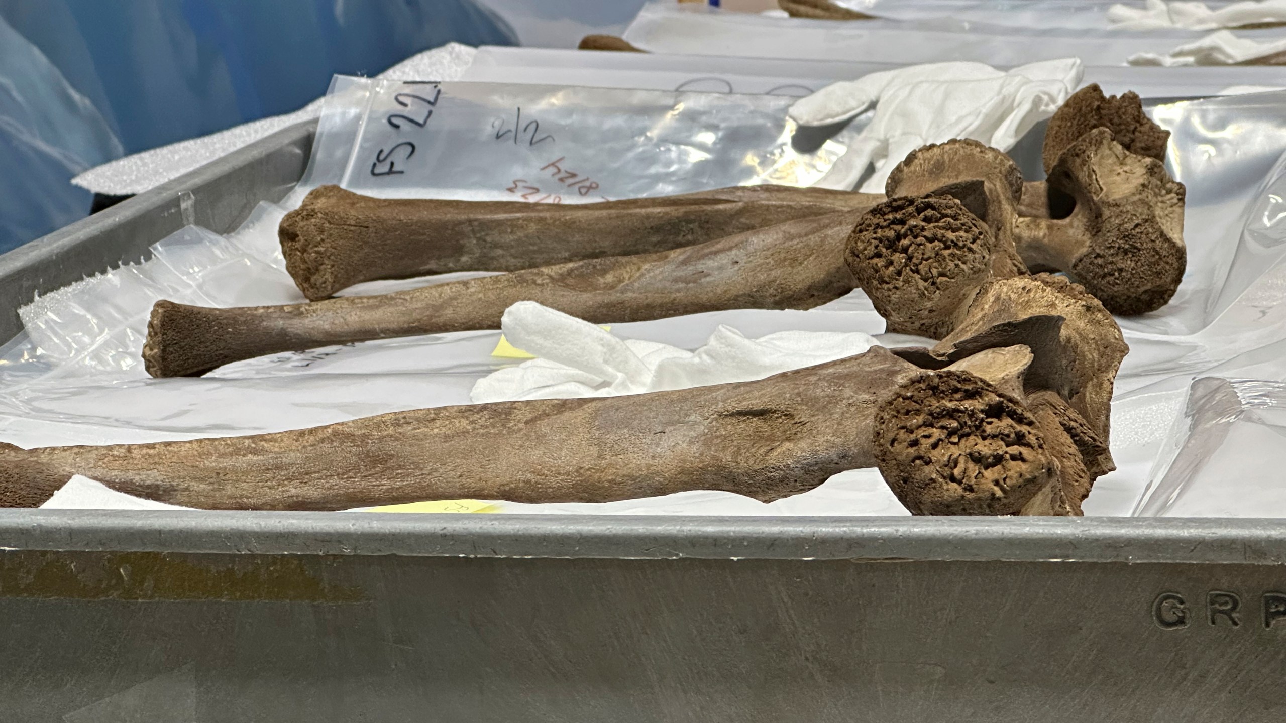 Mastodon bones are displayed at the Grand Rapids Public Museum on Thursday, May 18, 2023, in Grand Rapids, Mich. The bones are part of an exhibit and were unearthed last year during a drainage dig in western Michigan and belonged to a juvenile mastodon that lived 13,000 years ago. (AP Photo/Mike Householder)