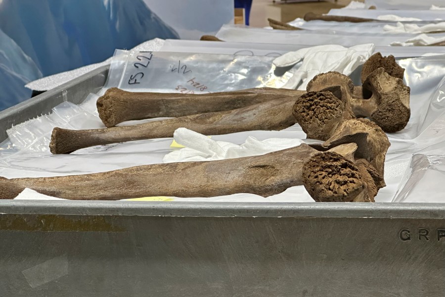 Mastodon bones are displayed at the Grand Rapids Public Museum on Thursday, May 18, 2023, in Grand Rapids, Mich. The bones are part of an exhibit and were unearthed last year during a drainage dig in western Michigan and belonged to a juvenile mastodon that lived 13,000 years ago. (AP Photo/Mike Householder)