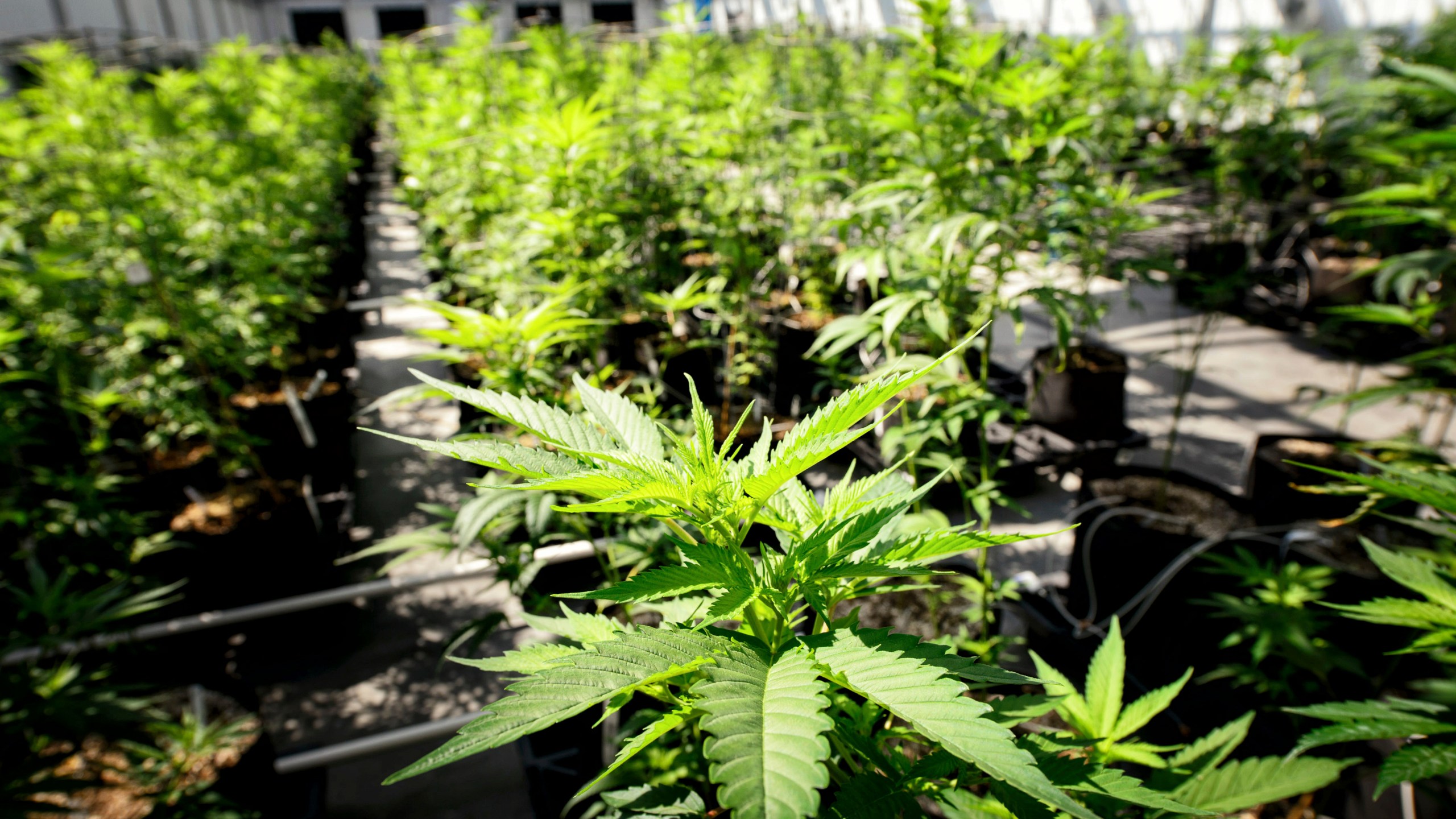 FILE - Marijuana plants grow at a Minnesota Medical Solutions greenhouse on May 5, 2015, in Otsego, Minn. Senators in Minnesota passed a bill Saturday, May 20, 2023, that would legalize recreational marijuana for people over the age of 21, making it the 23rd state to legalize adult-use cannabis. The measure has already been approved by the House and now goes to Democratic Gov. Tim Walz, who has pledged to sign it into law. (Glen Stubbe/Star Tribune via AP, File)