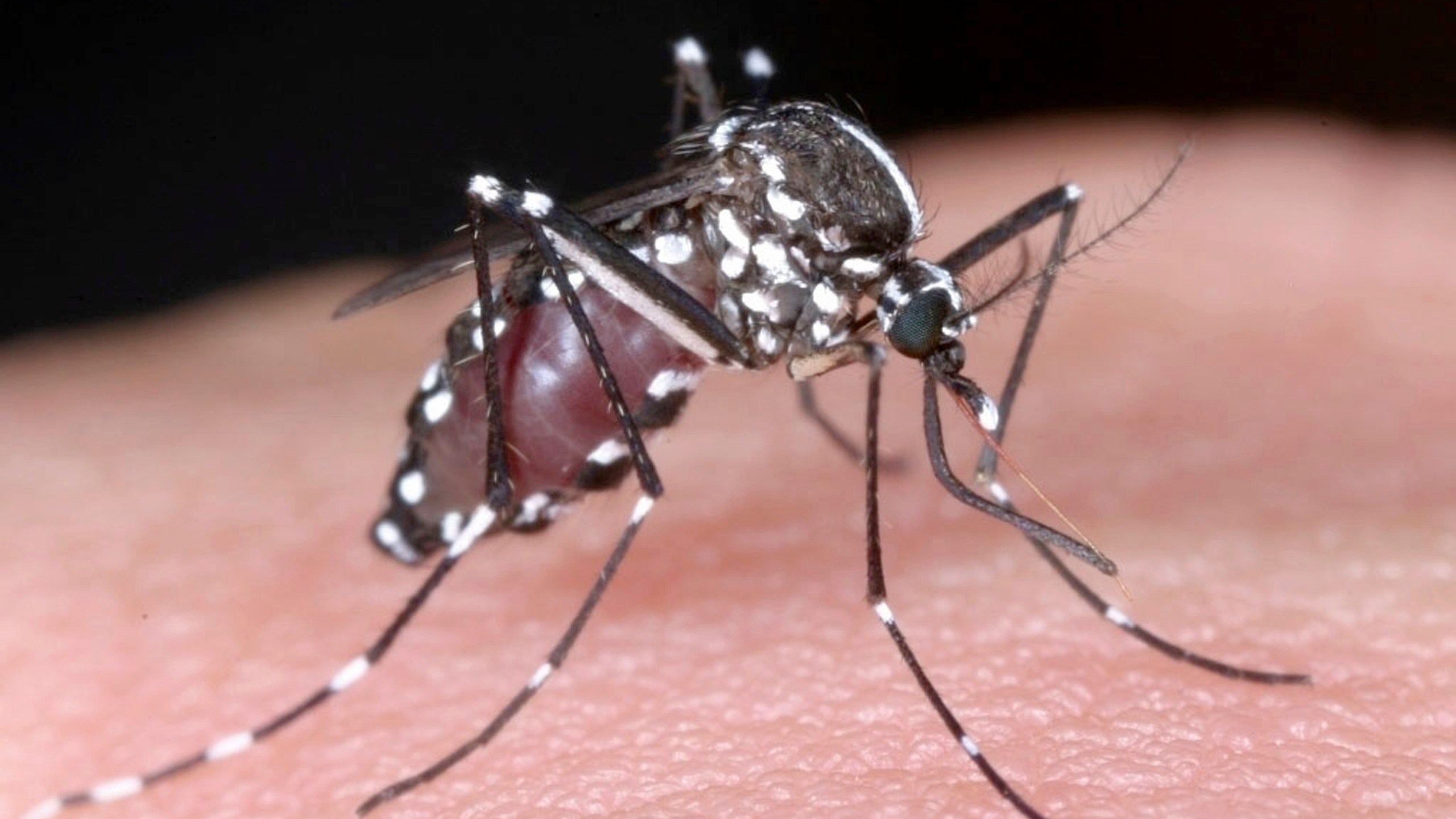 FILE - This undated photo released Wednesday, Aug. 27, 2014, by National Institute of Infectious Diseases via Kyodo News, shows a tiger mosquito. Germany's disease control agency warned Thursday, June 1, 2023 that rising temperatures due to global warming will increase the likelihood of heat stroke, vector-borne illnesses and other health risks in the country. (AP Photo/National Institute of Infectious Diseases via Kyodo News) JAPAN OUT