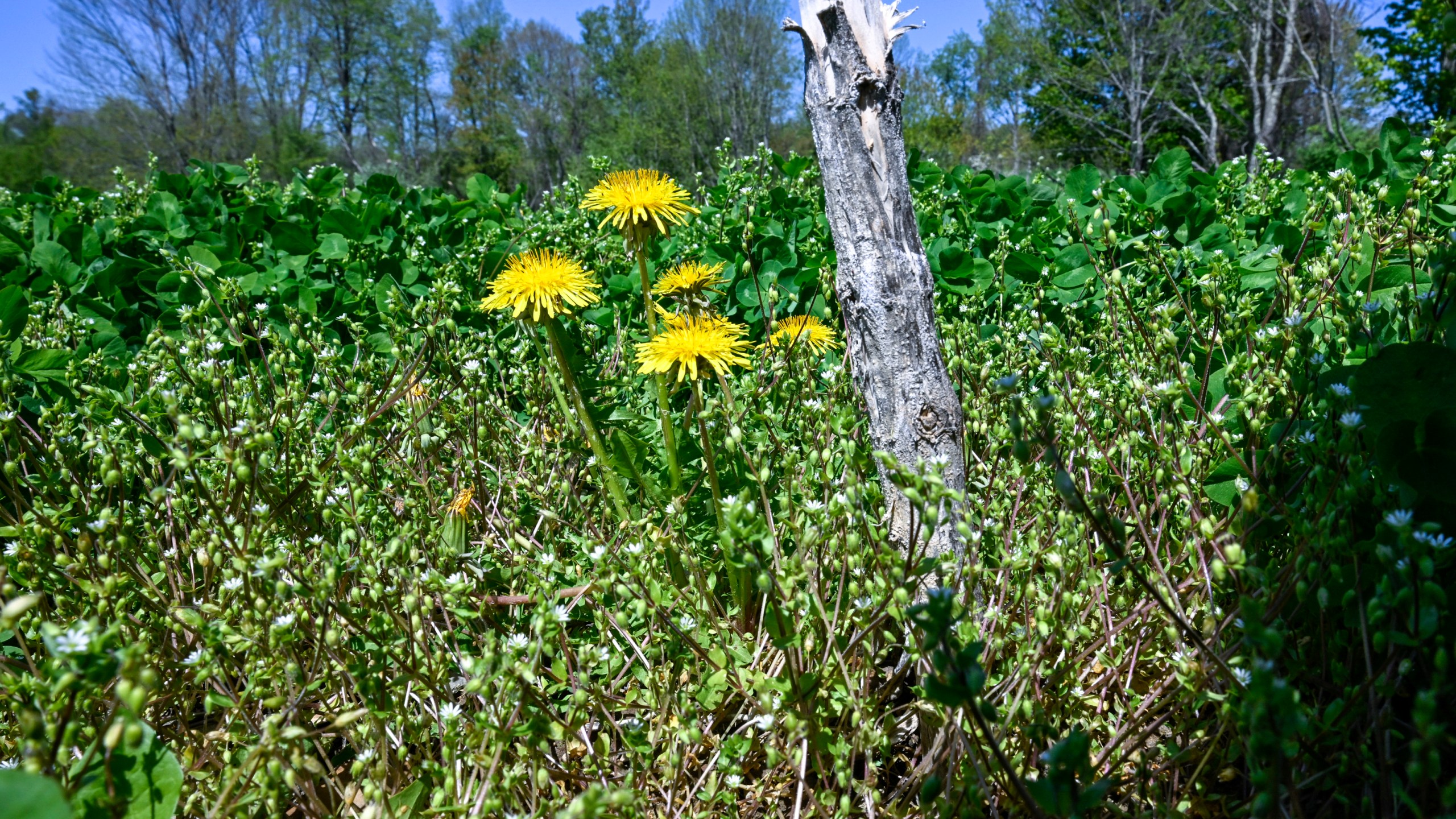 Last seasons plant stalks are seen at Seth Jacobs' marijuana planting field at his Slack Hollow farm in Argyle, N.Y., Friday, May 12, 2023. Farmers growing New York's first legal adult marijuana crop are having trouble moving product because there's only a dozen licensed dispensaries statewide to sell to. (AP Photo/Hans Pennink)