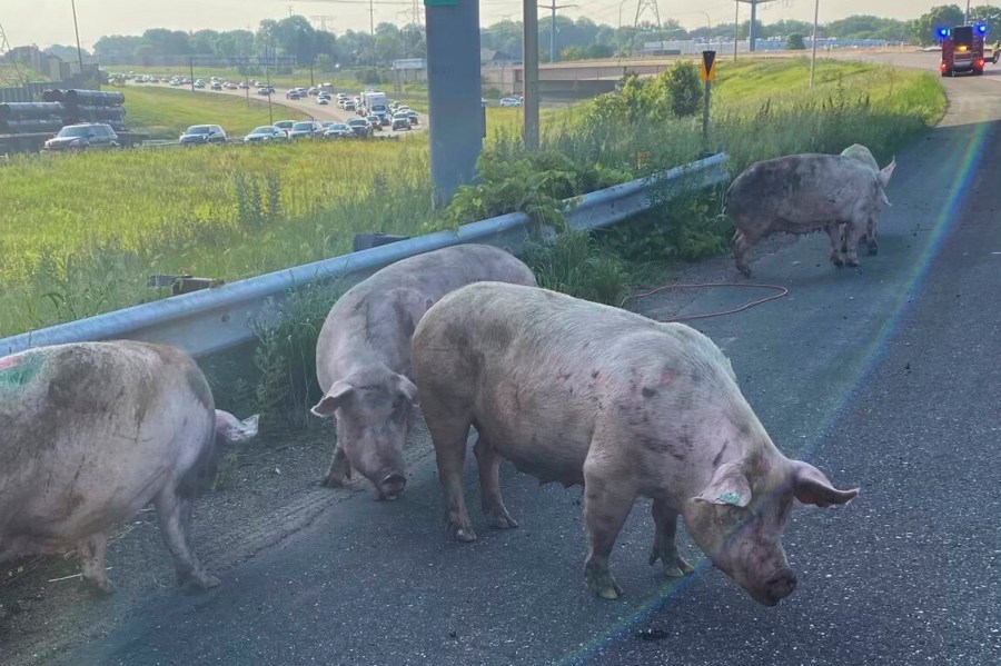 This photo provided by the Minnesota State Patrol shows pigs running loose on a metro highway after a semitrailer truck that was carrying them overturned, causing an hours-long shutdown Friday morning, June 9, 2023, in Little Canada, Minn. (Minnesota State Patrol via AP)