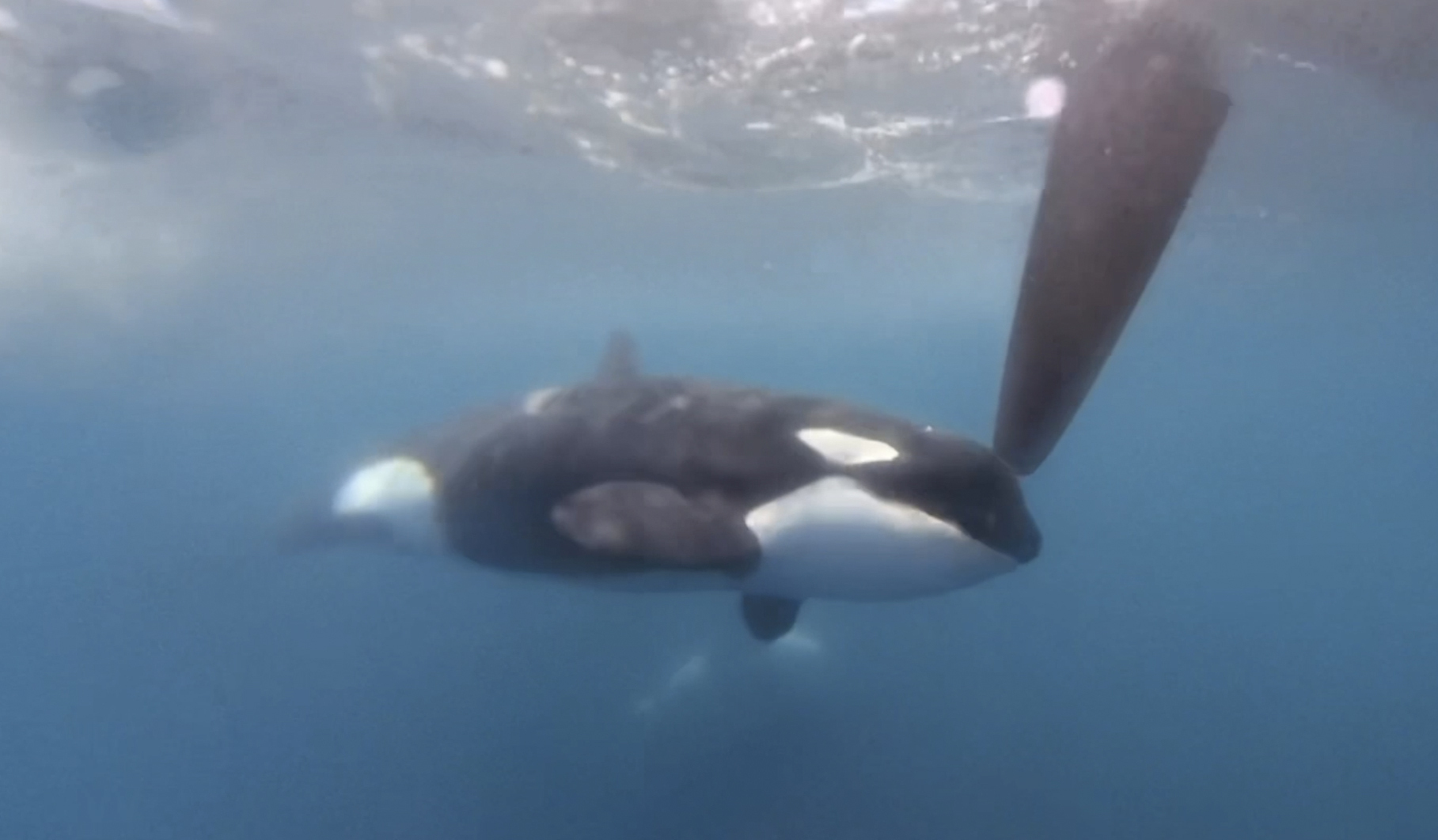 In a image from video provided by The Ocean Race, an orca moves along a rudder of the Team JAJO entry in The Ocean Race on Thursday, June 22, 2023, as the boat approached the Strait of Gibraltar. A pod of killer whales bumped one of the boats in an endurance sailing race, the latest encounter in what researchers say is a growing trend of sometimes-aggressive interactions with Iberian orcas. No one was injured. (The Ocean Race via AP)