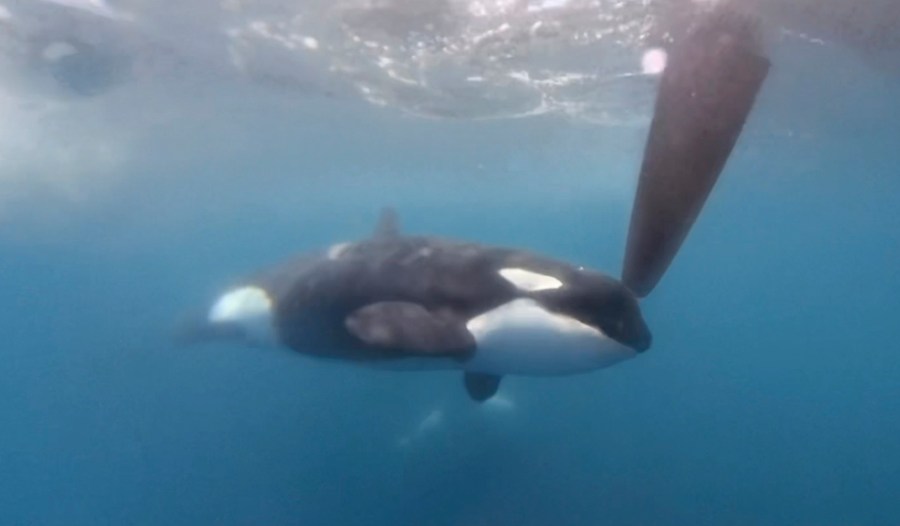 In a image from video provided by The Ocean Race, an orca moves along a rudder of the Team JAJO entry in The Ocean Race on Thursday, June 22, 2023, as the boat approached the Strait of Gibraltar. A pod of killer whales bumped one of the boats in an endurance sailing race, the latest encounter in what researchers say is a growing trend of sometimes-aggressive interactions with Iberian orcas. No one was injured. (The Ocean Race via AP)