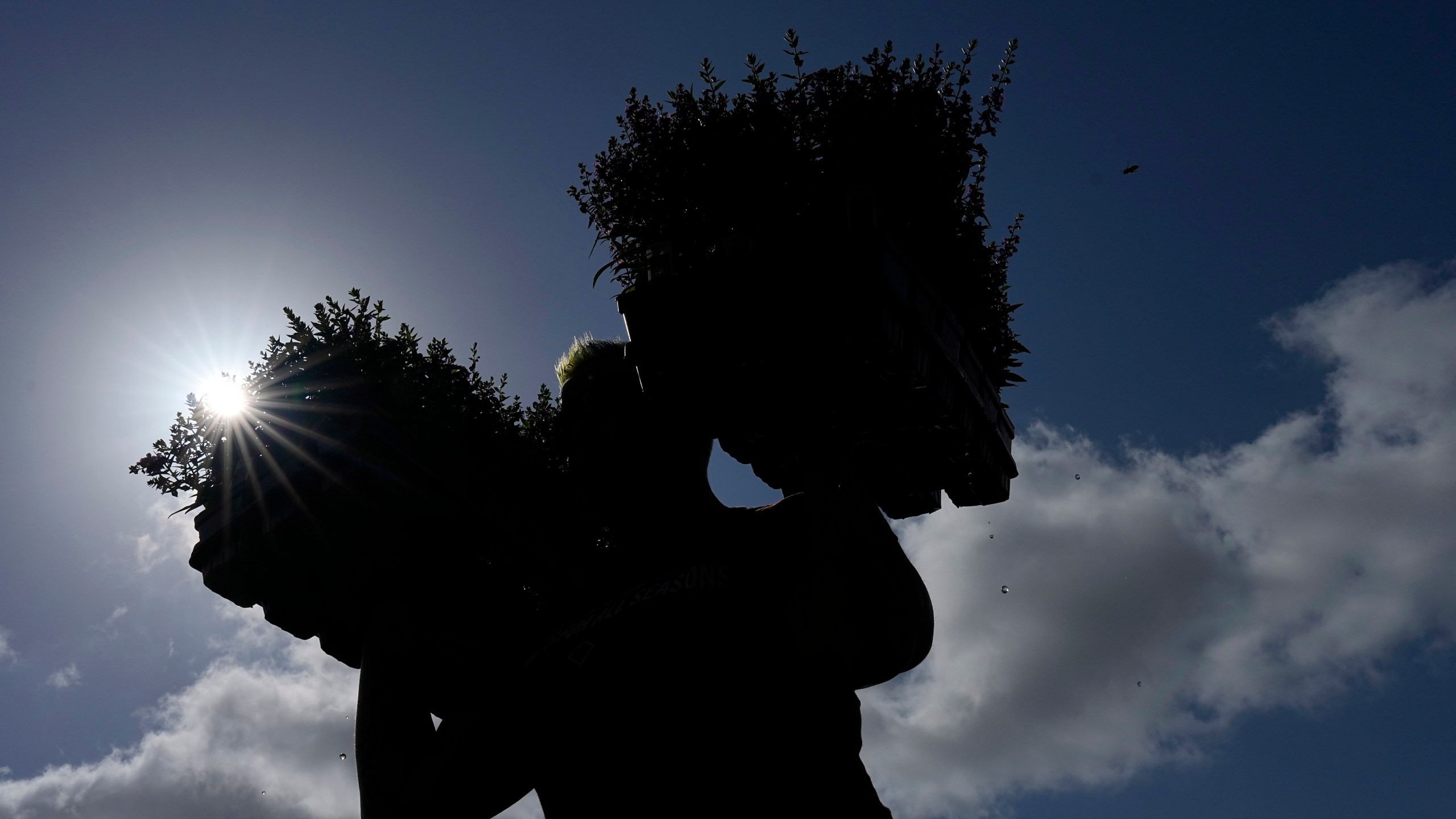 Liz Lehman moves plants out of direct sunlight and into shade at a nursery Tuesday, June 27, 2023, in Houston. Meteorologists say scorching temperatures brought on by a heat dome have taxed the Texas power grid and threaten to bring record highs to the state. (AP Photo/David J. Phillip)