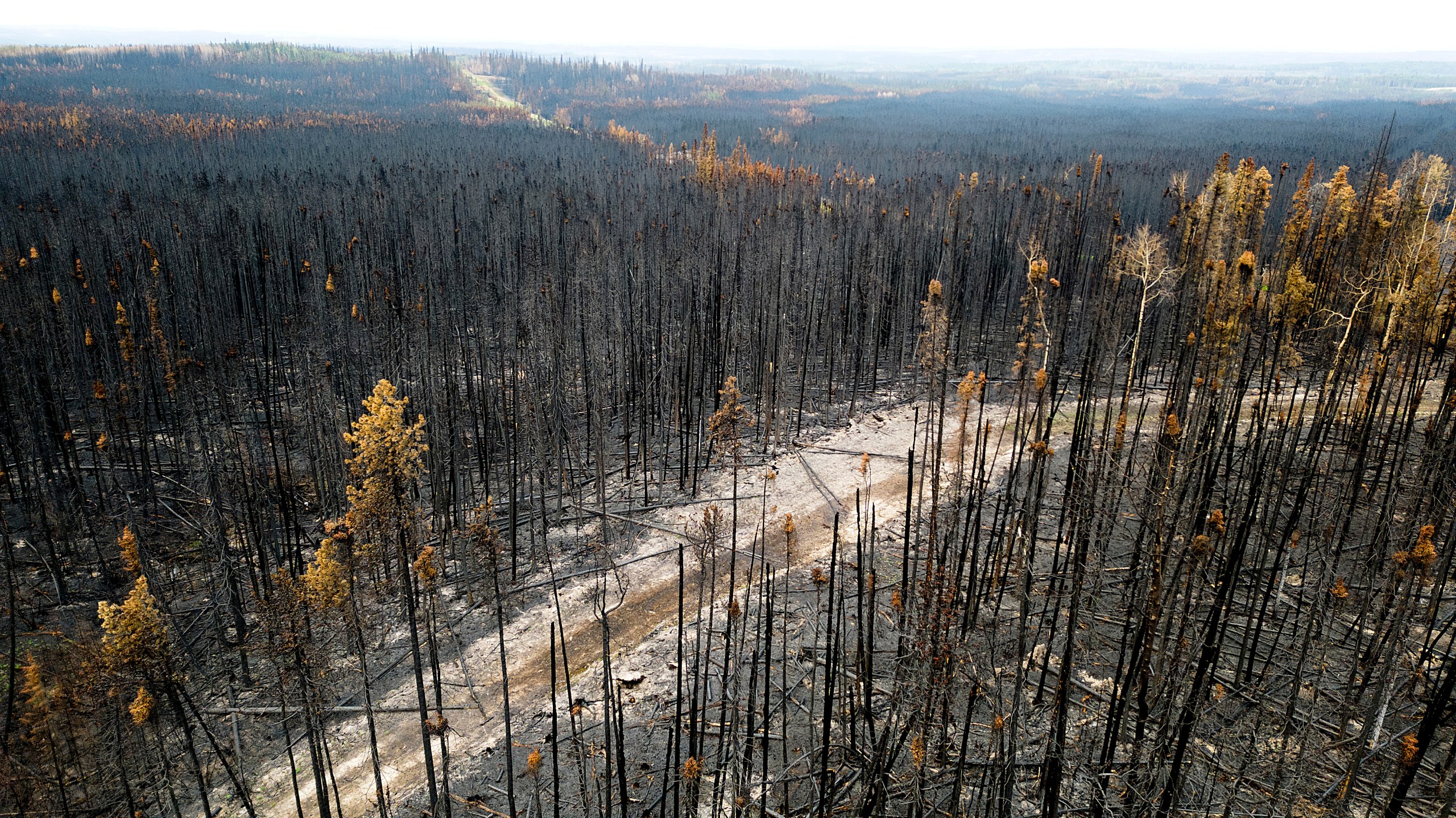 Trees scorched by the Donnie Creek wildfire line a forest north of Fort St. John, British Columbia, Sunday, July 2, 2023. (AP Photo/Noah Berger)