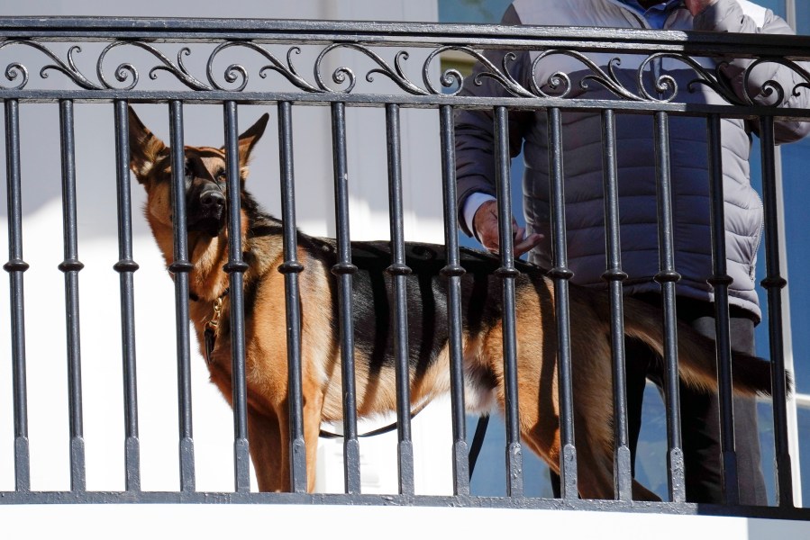 FILE - President Joe Biden's dog Commander looks out from the balcony during a pardoning ceremony for the national Thanksgiving turkeys at the White House in Washington, Nov. 21, 2022. Secret Service records show that President Joe Biden's dog Commander has bitten its officers stationed at the White House 10 times between October 2022 and January. At least one biting incident required a trip to the hospital for the injured officer. (AP Photo/Carolyn Kaster, File)