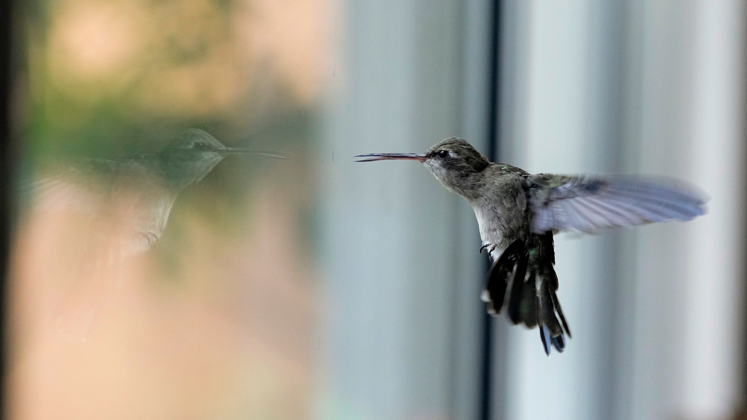 A hummingbird hovers inside the home of Catia Lattouf that she has turned into a makeshift clinic for the tiny birds, in Mexico City, Monday, Aug. 7, 2023. Most of the hummingbirds she cares for are housed in the bedroom where Lattouf sleeps. They stay there until they are strong enough to fly and feed themselves. Then she moves them to a neighboring room to prepare them to eventually be freed. (AP Photo/Fernando Llano)