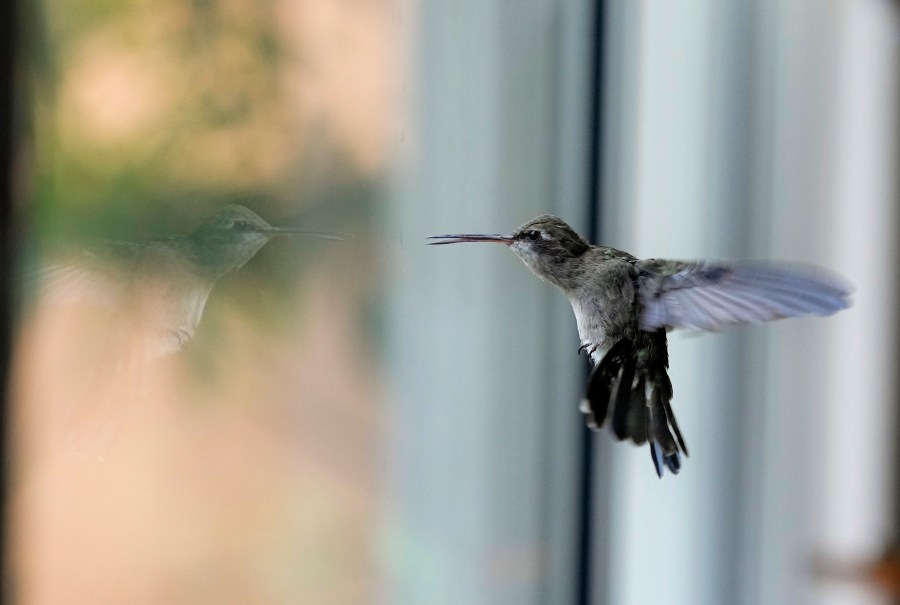 A hummingbird hovers inside the home of Catia Lattouf that she has turned into a makeshift clinic for the tiny birds, in Mexico City, Monday, Aug. 7, 2023. Most of the hummingbirds she cares for are housed in the bedroom where Lattouf sleeps. They stay there until they are strong enough to fly and feed themselves. Then she moves them to a neighboring room to prepare them to eventually be freed. (AP Photo/Fernando Llano)