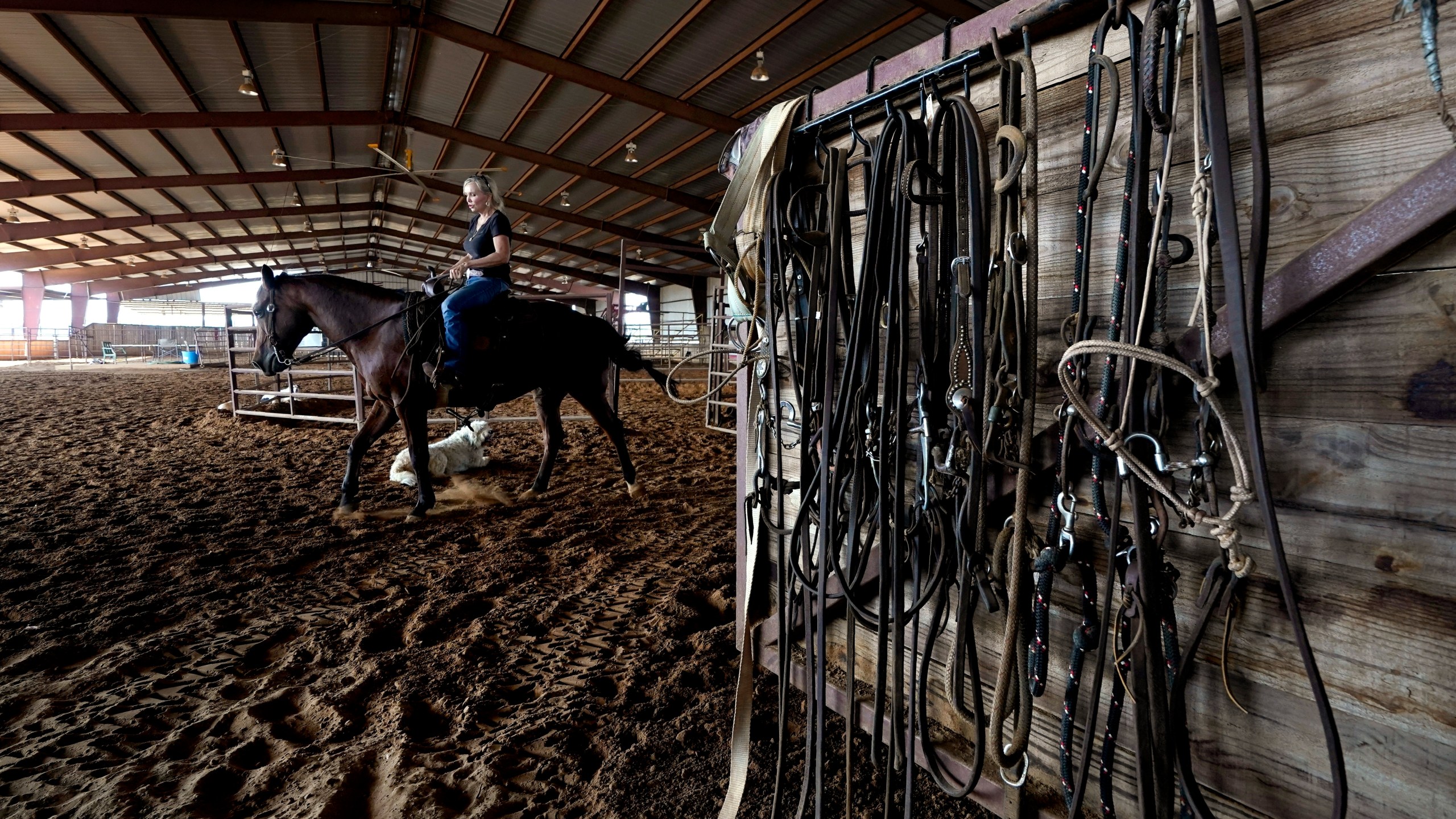 Ranch owner Gilda Jackson works with one of her horses in the arena on her property in Paradise, Texas, Monday, Aug. 21, 2022. The Texas ranch where Jackson trains and sells horses has been plagued by grasshoppers this year, a problem that only gets worse when the hatch quickens in times of heat and drought. Jackson watched this summer as the insects chewed through a 35-acre pasture she badly needs for hay and what they didn't destroy, the sun burned up. (AP Photo/Tony Gutierrez)