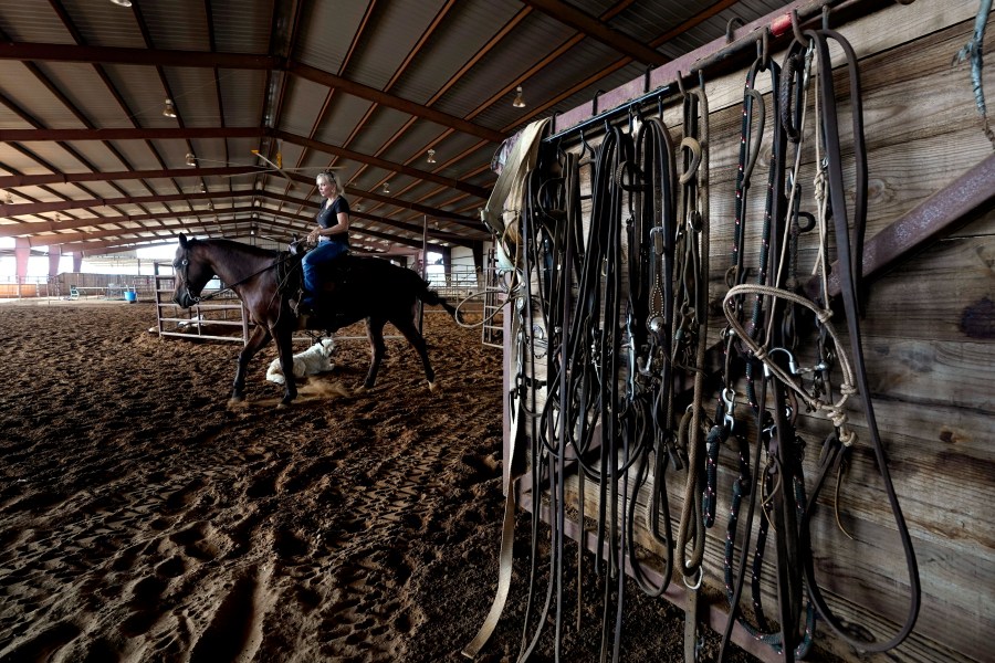 Ranch owner Gilda Jackson works with one of her horses in the arena on her property in Paradise, Texas, Monday, Aug. 21, 2022. The Texas ranch where Jackson trains and sells horses has been plagued by grasshoppers this year, a problem that only gets worse when the hatch quickens in times of heat and drought. Jackson watched this summer as the insects chewed through a 35-acre pasture she badly needs for hay and what they didn't destroy, the sun burned up. (AP Photo/Tony Gutierrez)