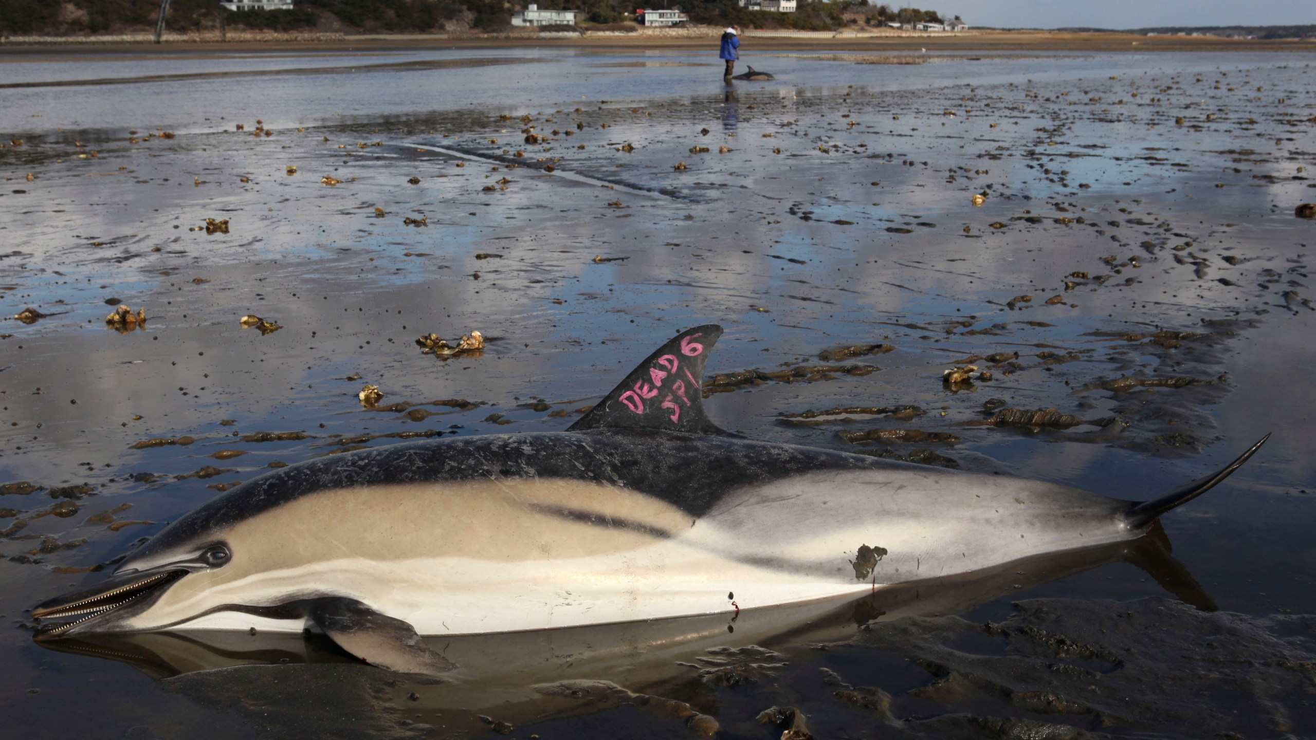 FILE - A dead common dolphin is marked as such at Herring River, Jan. 19, 2012, in Wellfleet, Mass. The organization International Fund for Animal Welfare that protects animals worldwide is opening a first-of-its-kind dolphin hospital on Cape Cod in August 2023, that will not only improve survivability rates but enhance the groundbreaking response techniques it has developed over 25 years. (AP Photo/Julia Cumes, File)