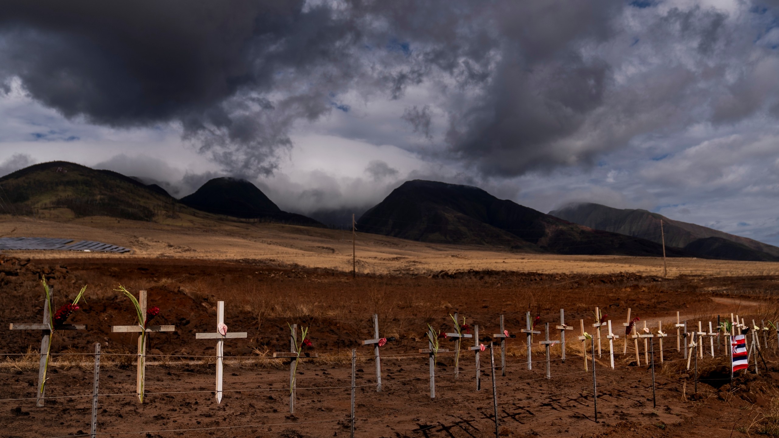 Crosses honoring victims killed in a recent wildfire are posted along the Lahaina Bypass in Lahaina, Hawaii, Aug. 21, 2023. (AP Photo/Jae C. Hong)