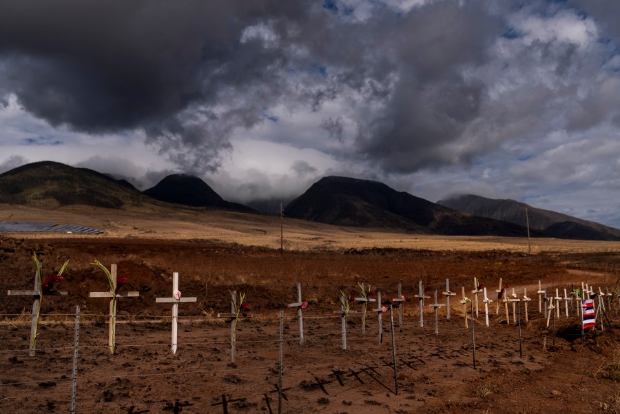 Crosses honoring victims killed in a recent wildfire are posted along the Lahaina Bypass in Lahaina, Hawaii, Aug. 21, 2023. (AP Photo/Jae C. Hong)