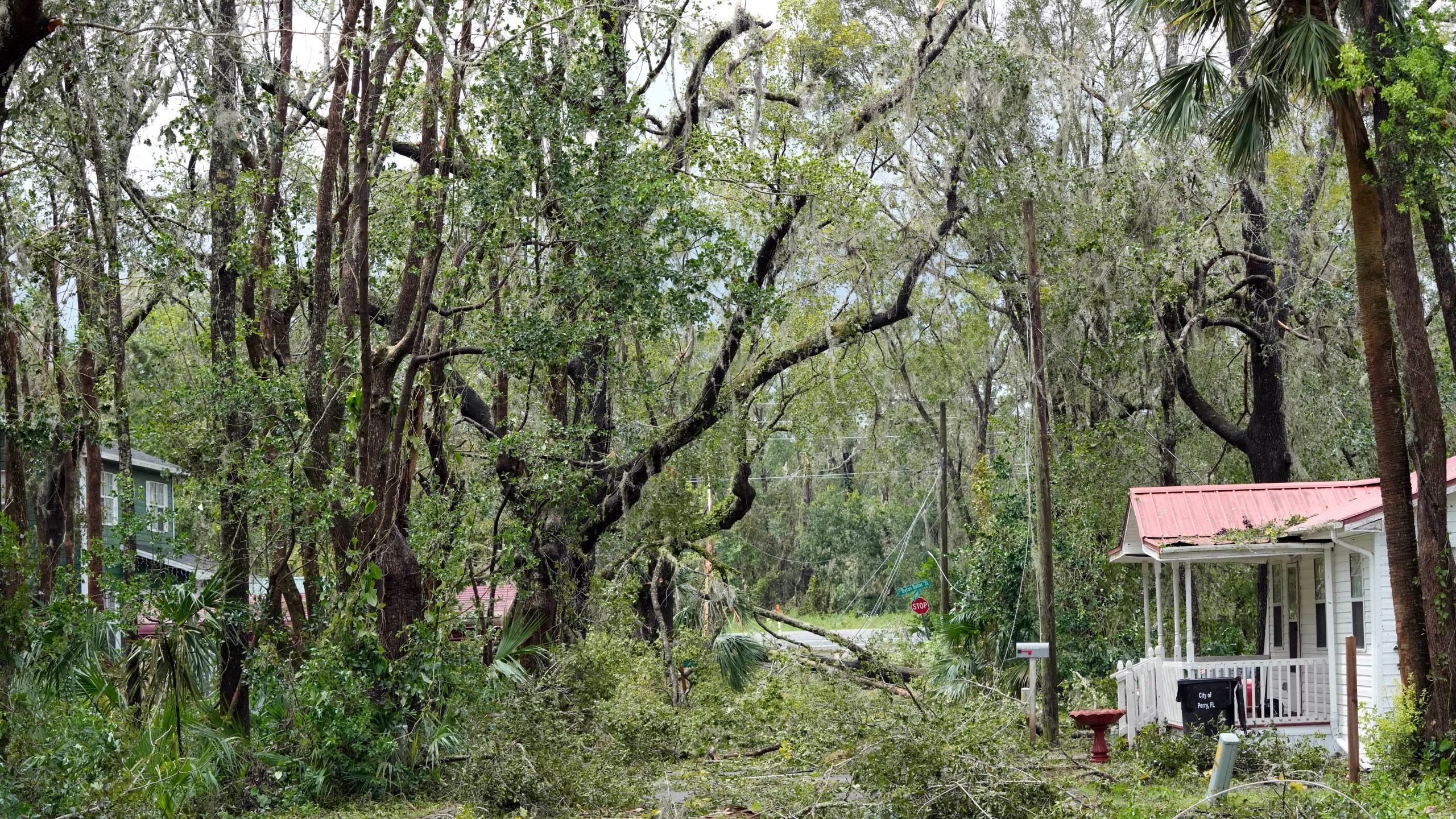 Toppled trees are seen Wednesday, Aug. 30, 2023, in Perry, Fla., after Hurricane Idalia made landfall. (AP Photo/John Raoux)