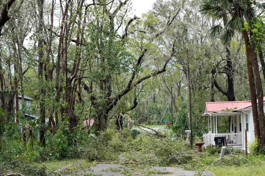 Toppled trees are seen Wednesday, Aug. 30, 2023, in Perry, Fla., after Hurricane Idalia made landfall. (AP Photo/John Raoux)