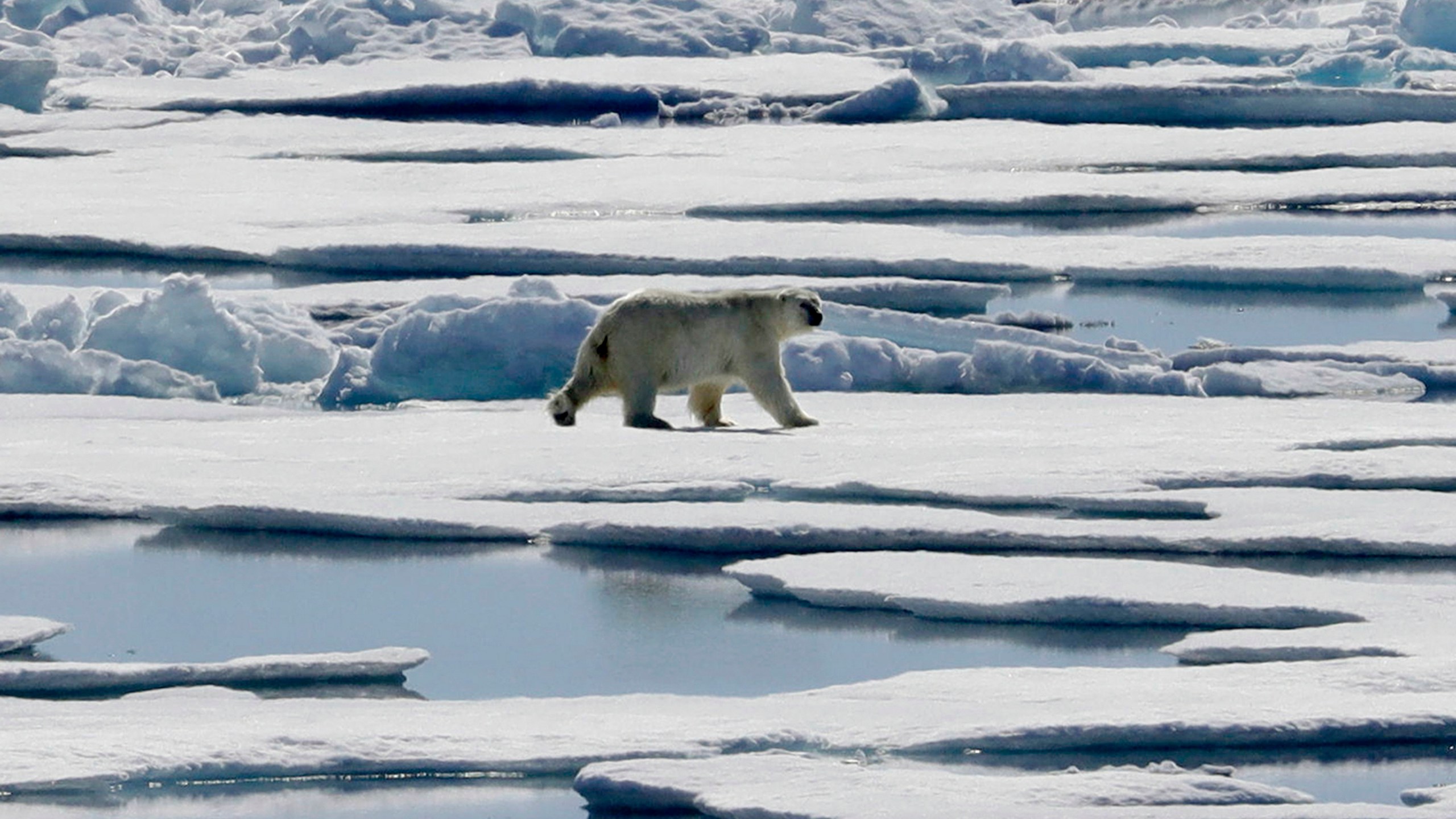 FILE - A polar bear walks over sea ice floating in the Victoria Strait in the Canadian Arctic Archipelago, Friday, July 21, 2017. (AP Photo/David Goldman, File)