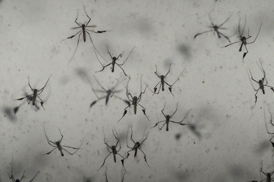 A colony of sabethes cyaneus, also known as the paddle-legged beauty for its feathery appendages and iridescent coloring blood, fly in an enclosure at the Salt Lake City Mosquito Abatement District on Monday, Aug. 28, 2023, in Salt Lake City. Mosquitoes can carry viruses including dengue, yellow fever, chikungunya and Zika. They are especially threatening to public health in Asia and Africa but are also closely monitored in the United States. (AP Photo/Rick Bowmer)