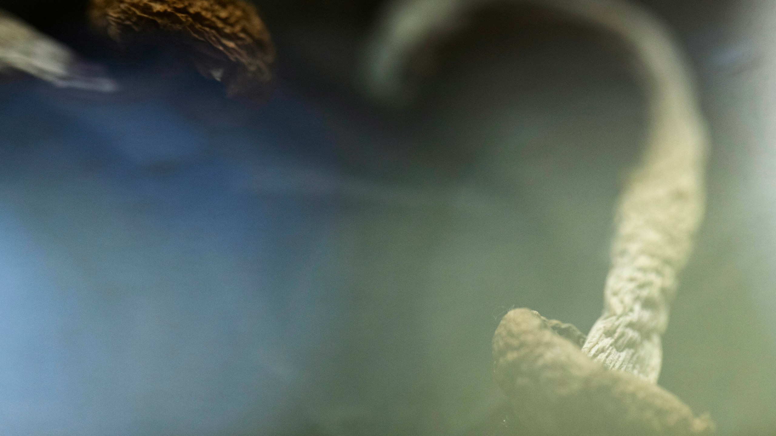 Golden Teacher mushrooms are displayed at Epic Healing Eugene, Oregon’s first licensed psilocybin service center, on Friday, Aug. 4, 2023, in Eugene, Ore. (AP Photo/Jenny Kane)