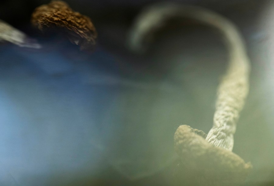 Golden Teacher mushrooms are displayed at Epic Healing Eugene, Oregon’s first licensed psilocybin service center, on Friday, Aug. 4, 2023, in Eugene, Ore. (AP Photo/Jenny Kane)