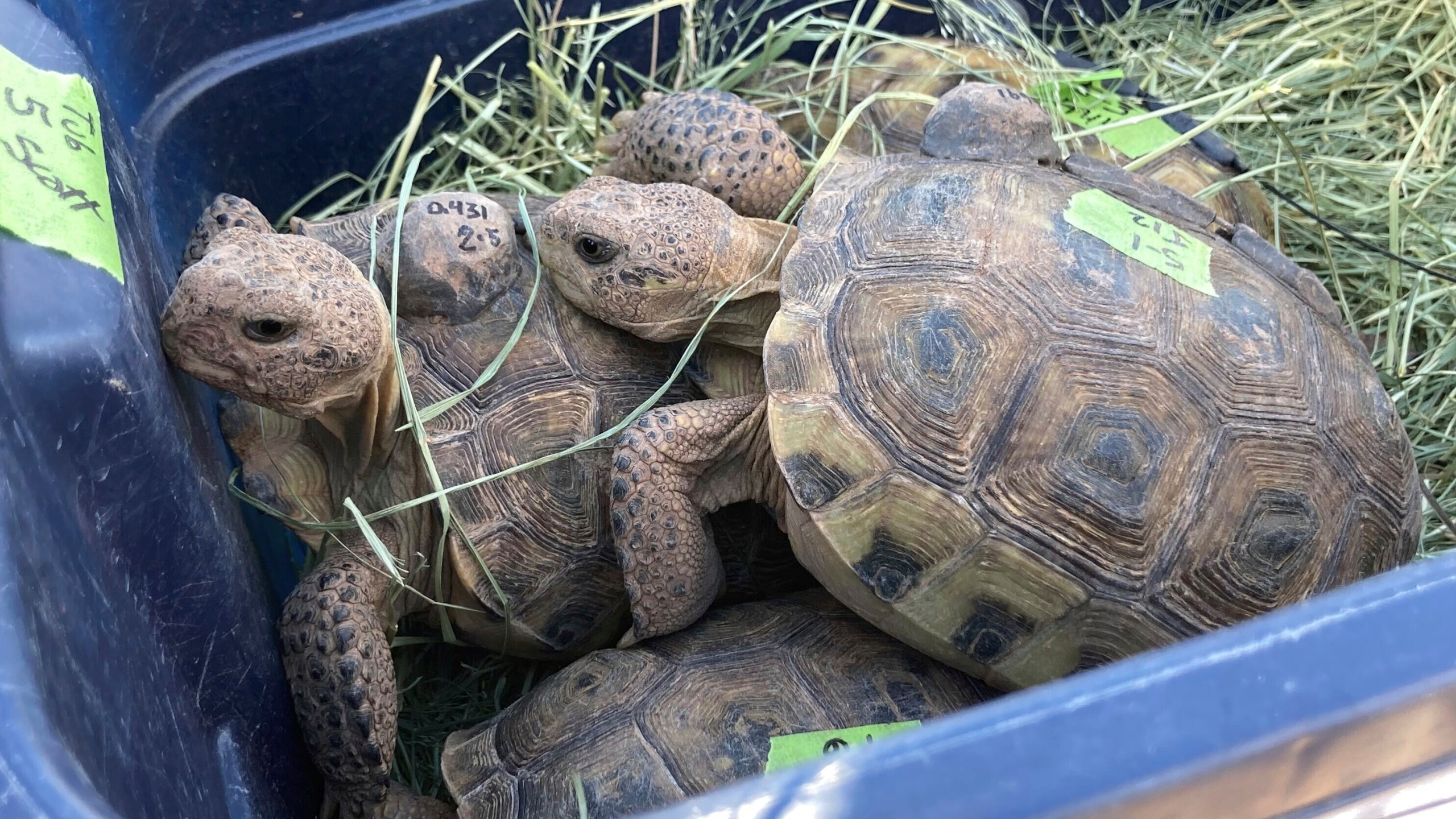 Two Bolson tortoises are seen at Armendariz Ranch in Engel, New Mexico on Friday, Sept. 22, 2023. (AP Photo/Susan Montoya Bryan)