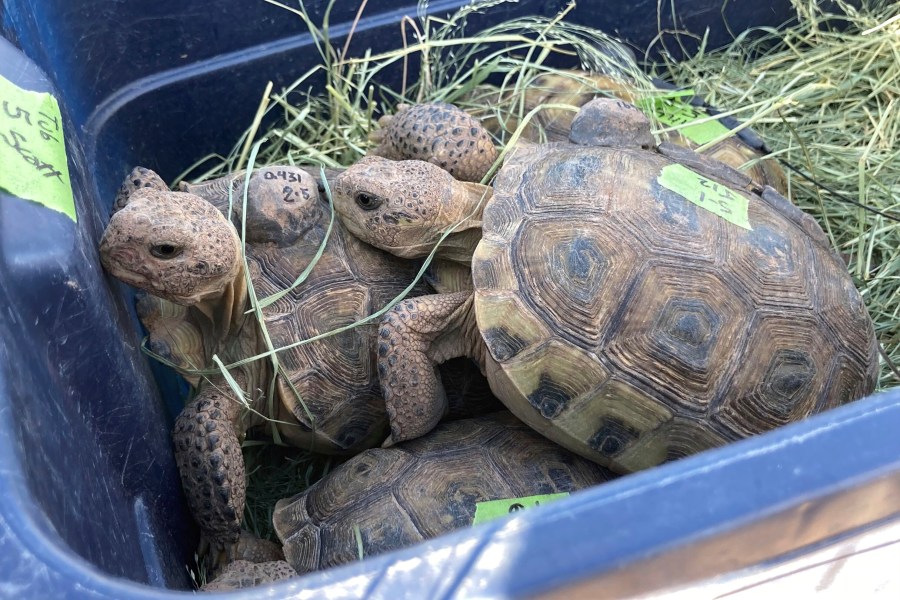 Two Bolson tortoises are seen at Armendariz Ranch in Engel, New Mexico on Friday, Sept. 22, 2023. (AP Photo/Susan Montoya Bryan)