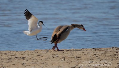 A bird walking on a beach as another bird appears to be jumping toward it.