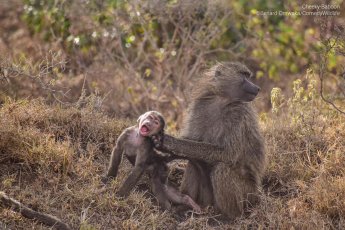 An adult baboon grabbing a baby baboon by the scruff of the neck as the baby screams.