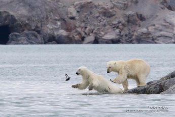 One polar bear appears to be pushing another bear off a rock into the water.