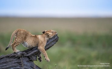 A lion lays with its face smushed on a a rock and paws dangling down.