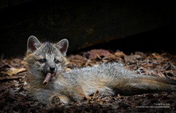 A fox lays in leaves with a stick in it's mouth resembling a cigar.